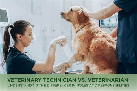 Veterinary Technician vs. Veterinarian: Understanding the .